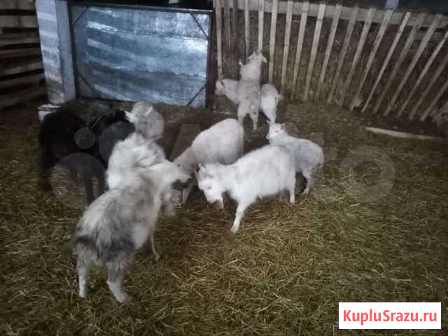 Козлики Улукулево - изображение 1