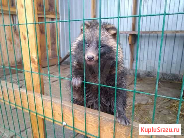 Енотовидная собака Каскара - изображение 1