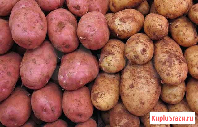 Картофель Чита - изображение 1