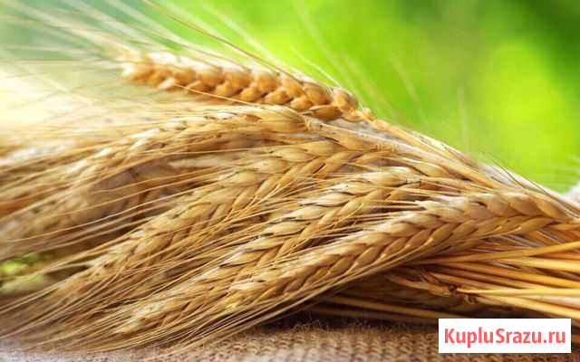 Корма для животных Фролово - изображение 1