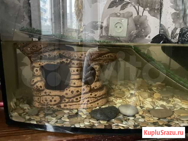 Декорации в аквариум для островка для черепахи Ярославль - изображение 1