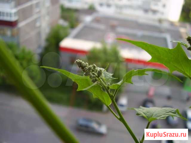Olympus FE-100 Курск - изображение 1