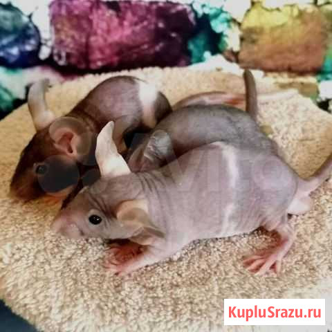 Мышь сфинксы фазз Тюмень - изображение 1