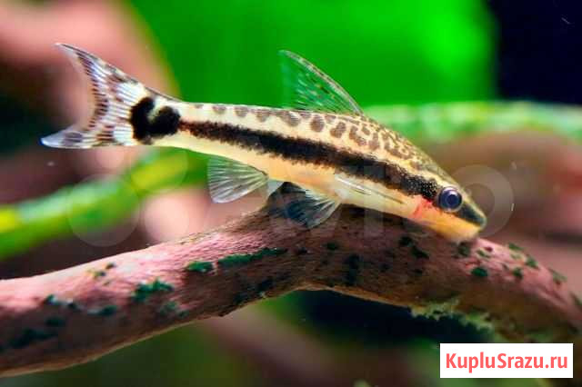 Otocinclus affinis Омск - изображение 1