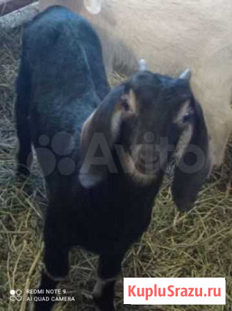 Козлика англо-нубийский Советск - изображение 1