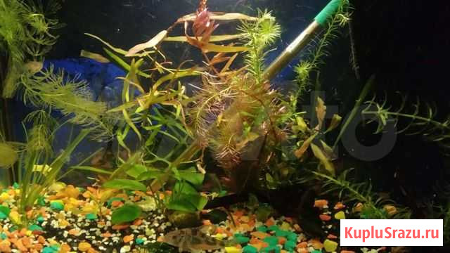 Элодея, людвигия и роголистник Самара - изображение 1
