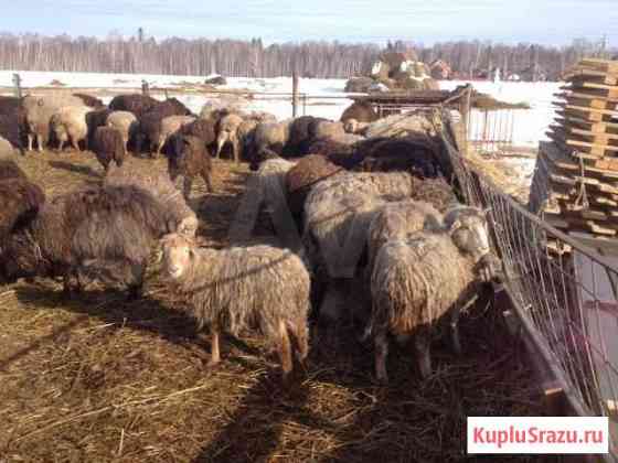 Бараны и овцы на Курбан-Байрам Магнитогорск