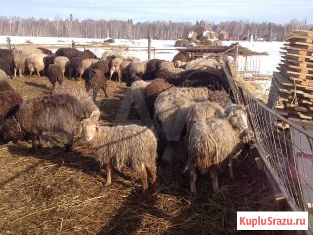 Бараны и овцы на Курбан-Байрам Магнитогорск - изображение 1