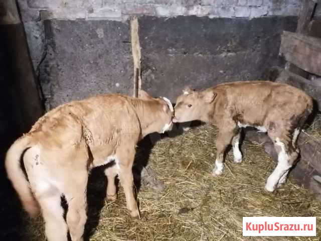 Продам телят Рубцовск - изображение 1