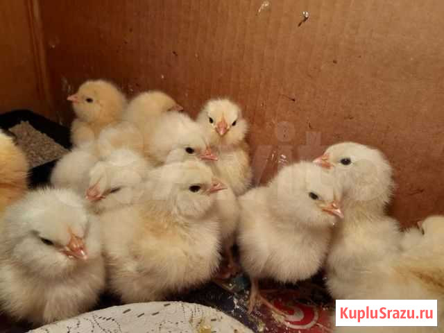 Петушки Белоозёрский - изображение 1