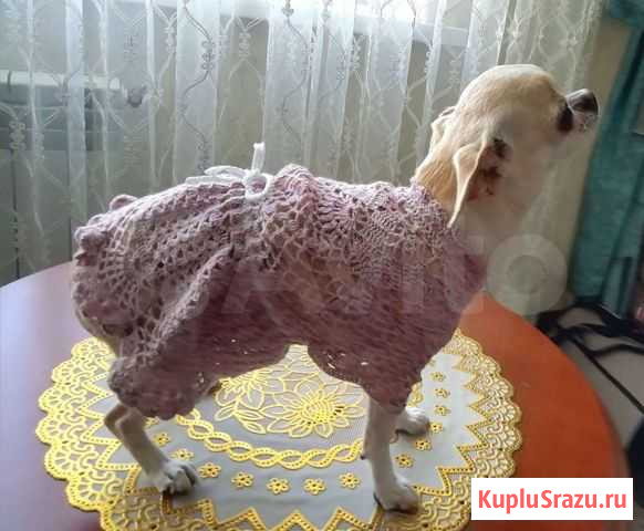 Вязаная одежда для собак и кошек Калининград - изображение 1
