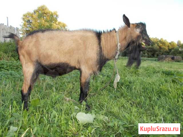 Чешский комолый козел Первомайский - изображение 1