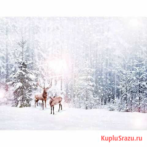 Фотофон Нелидово - изображение 1