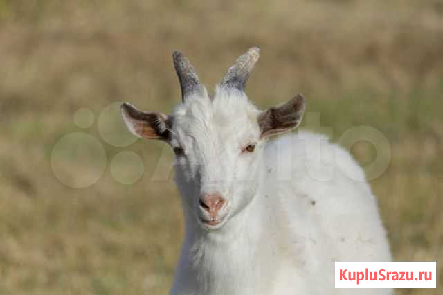 Продам козочку Сосновское - изображение 1