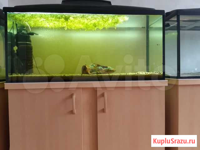 Аквариум Ижевск - изображение 1
