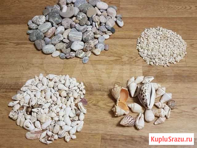 Ракушки Тольятти - изображение 1
