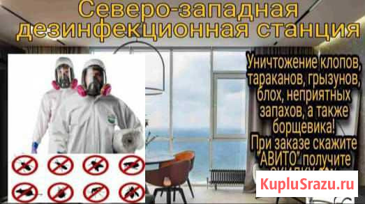 Уничтожение клопов,тараканов,крыс,плесени,Дезинфек Кингисепп - изображение 1