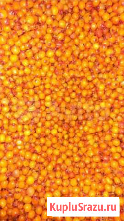 Продам Облепиху Братск - изображение 1