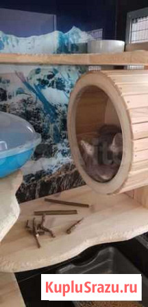 Шиншилла + супер-витрина Санкт-Петербург - изображение 1