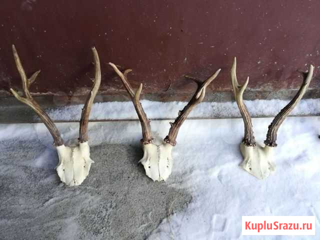 Рога Миасс - изображение 1