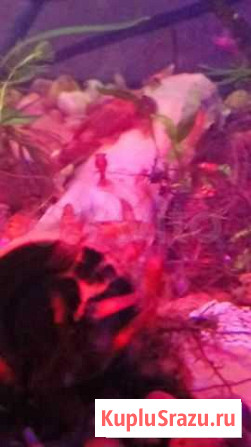 Аквариумные креветки Казань - изображение 1