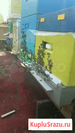 Пчелки породы Бакфаст на рамке Рут Синявино - изображение 1