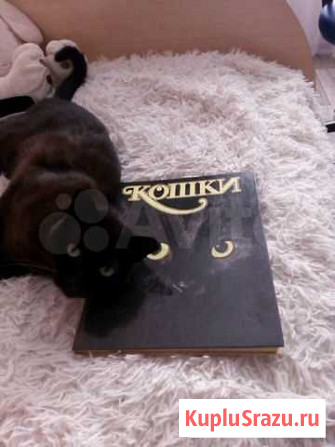 Книга Кошки Муром - изображение 1