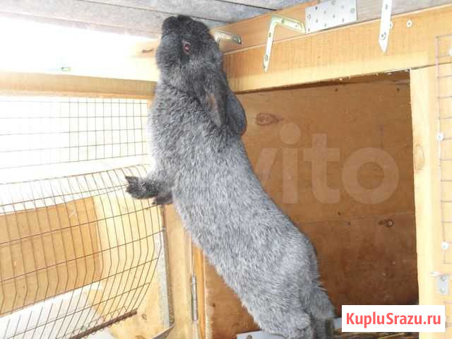 Кролики Кропоткин - изображение 1