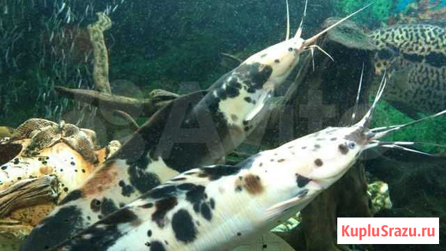 Клариус ангольский (пара) Пенза - изображение 1
