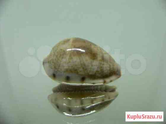 Морская раковина (ракушка) - Cypraea walkeri Владивосток