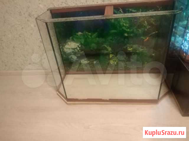 Аквариум Челябинск - изображение 1