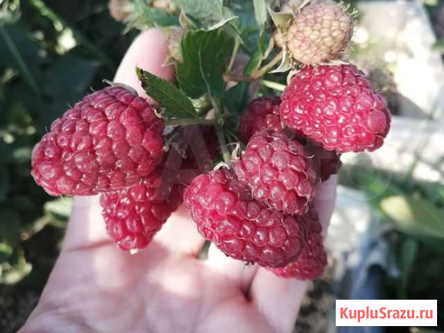 Саженцы малины Белореченск - изображение 1