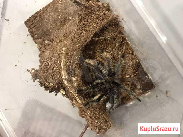 Паук Краснодар - изображение 1