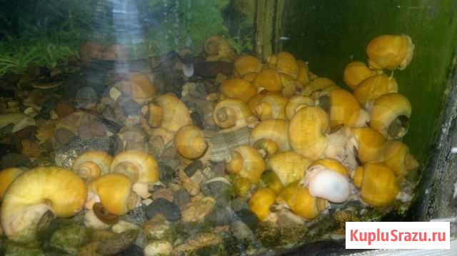 Улитки Кемерово - изображение 1