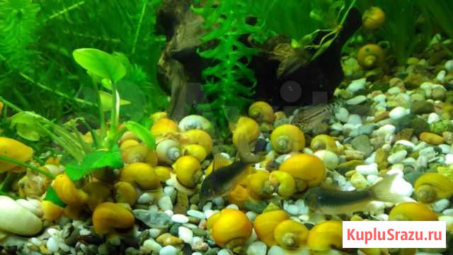 Ампулярия Пермь - изображение 1