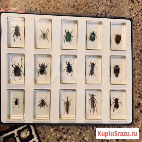 Насекомые. Коллекционные Жуковский - изображение 1