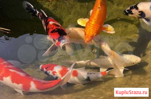 Продам карпов кои в Хабаровске Хабаровск - изображение 1