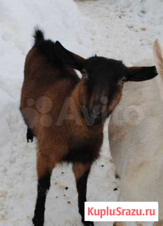 Чешская козочка Большое Козино - изображение 1