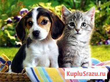Передержка животных Курск - изображение 1
