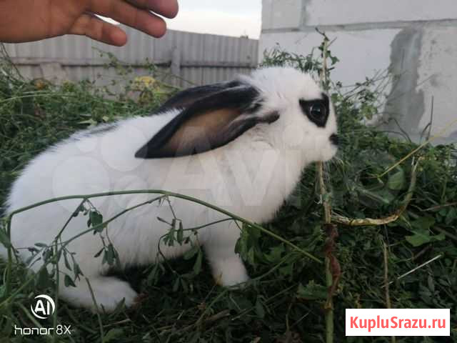 Кролик Октябрьский - изображение 1