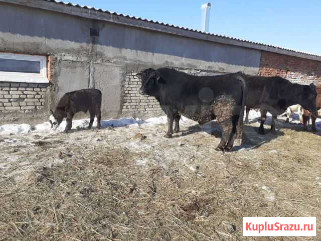 Бык Балаково - изображение 1