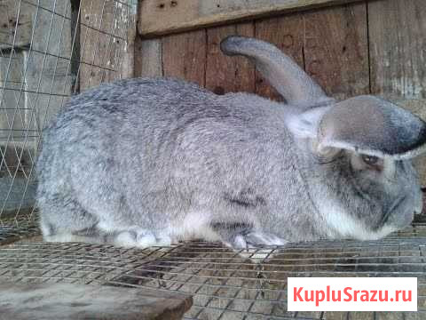Племянные самцы Батырево - изображение 1