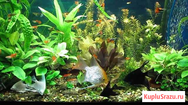 Аквариумные рыбки, растения Юрты - изображение 1
