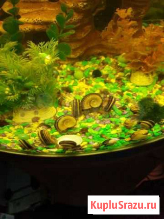 Улитки Мариза и Мелании Егорьевск - изображение 1