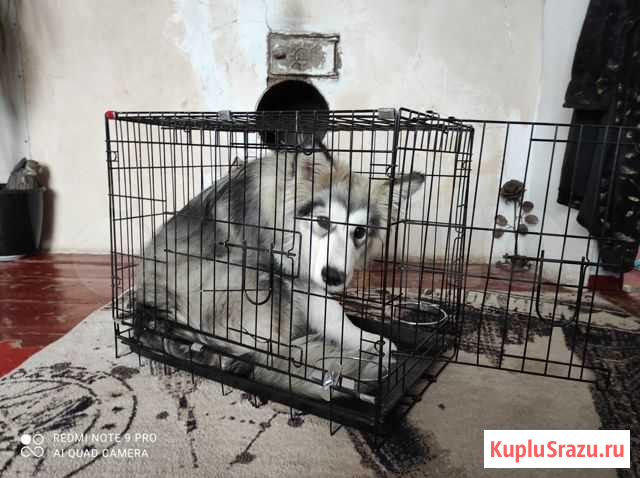 Клетка для перевозки собак и кошек Рубцовск - изображение 1