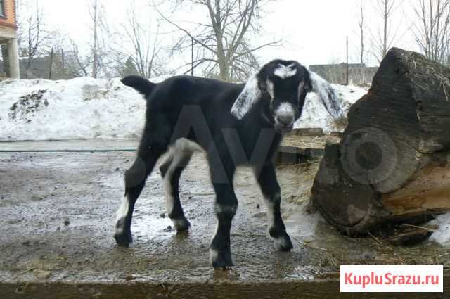 Козлята нубийско-альпийские Москва - изображение 1