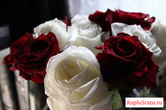 Фотосъёмка Черногорск - изображение 1