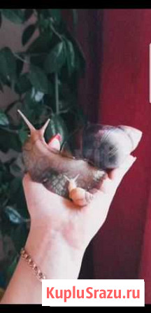 Улитка Анапа - изображение 1