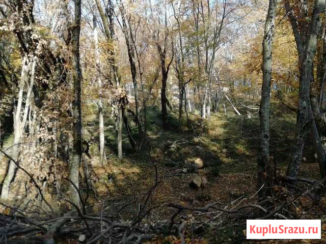 Расчистка Участков Сочи - изображение 1