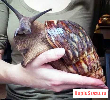 Улитка Ахатин гигант Кропоткин - изображение 1
